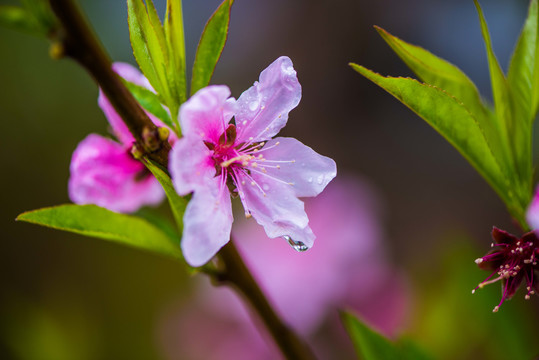 春雨润花