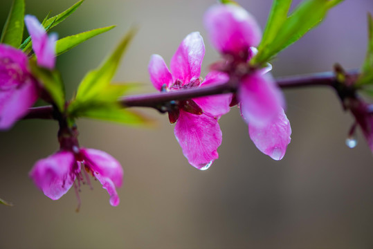 春雨润花