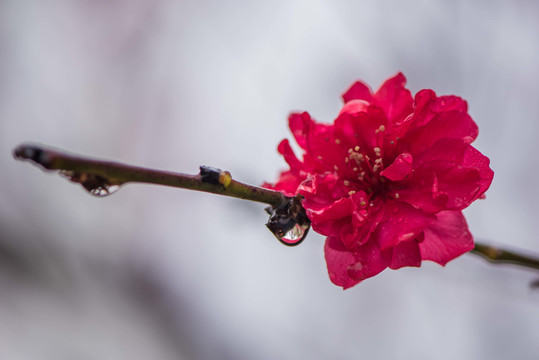 春雨润花