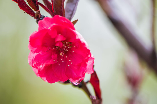 春雨润花