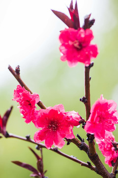 春雨润花