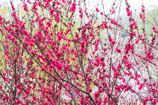 春雨润花