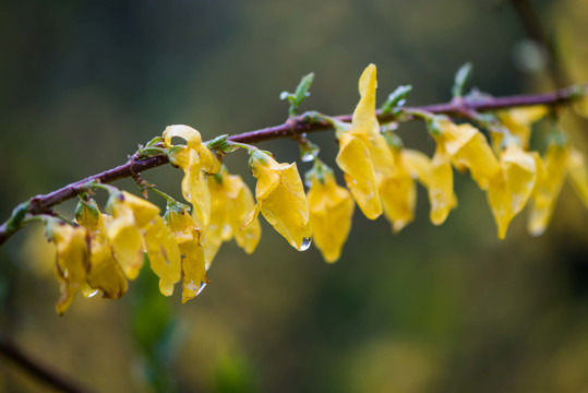 春雨润花