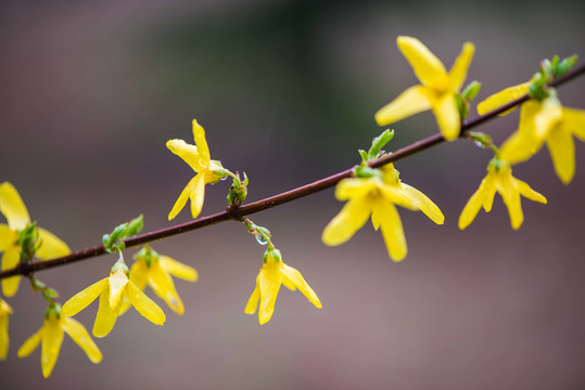 春雨润花