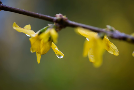 春雨润花