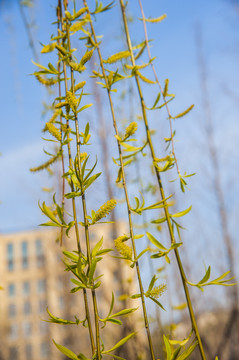 柳树发芽