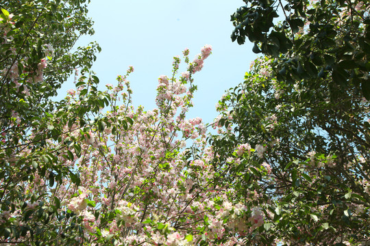 桃花梨花粉色花