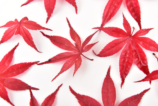 红色枫叶叶子叶子纹理