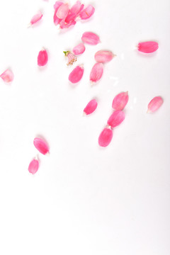 粉色花瓣素材