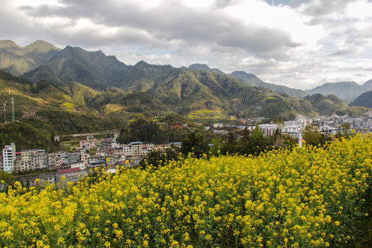 武陵山油菜花