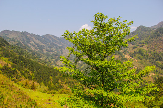 武陵山