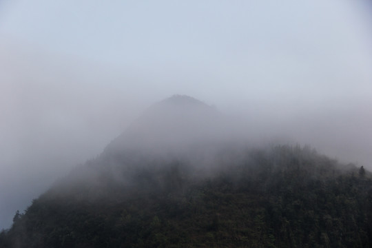 湖北森林