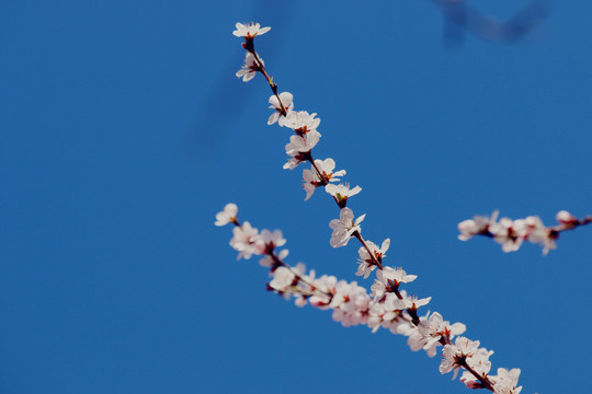 花团锦簇