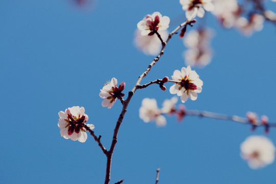 花团锦簇