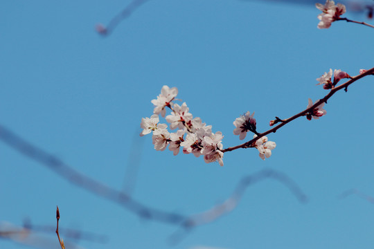 花团锦簇