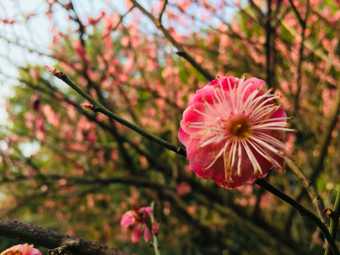 意境梅花