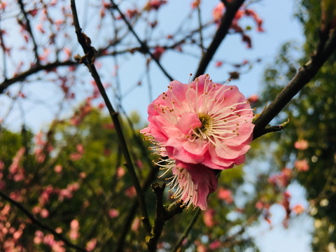 意境梅花