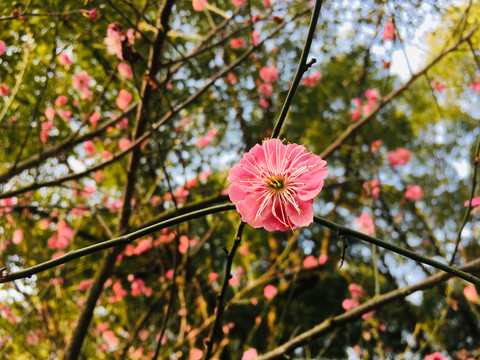 意境梅花