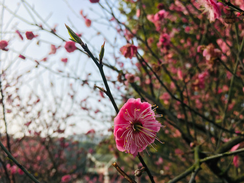 意境梅花