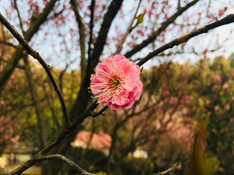 意境梅花