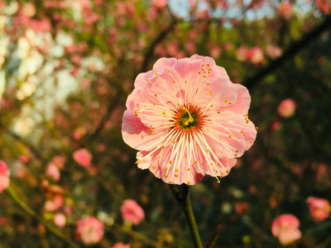 意境梅花