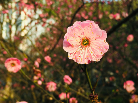 意境梅花