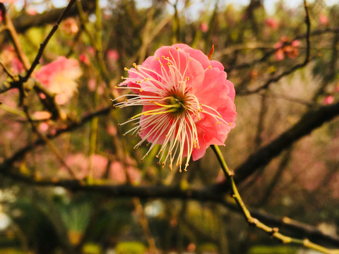 意境梅花