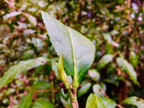 老茶树发新芽