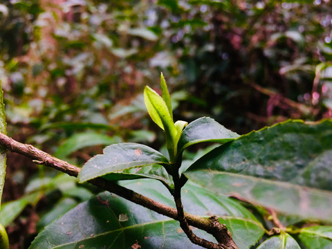 老茶树发新芽