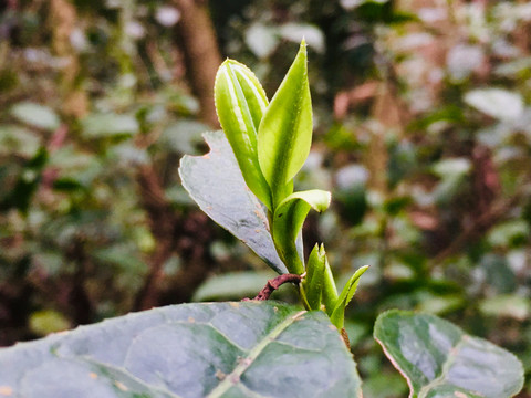 老茶树发新芽