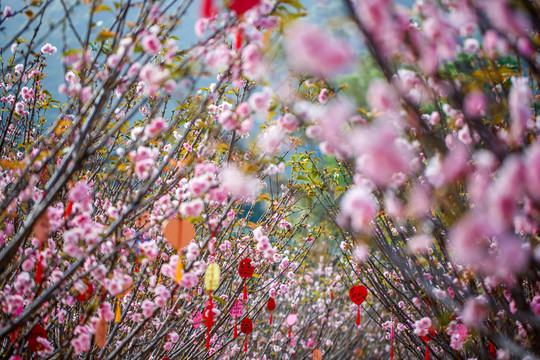 樱花