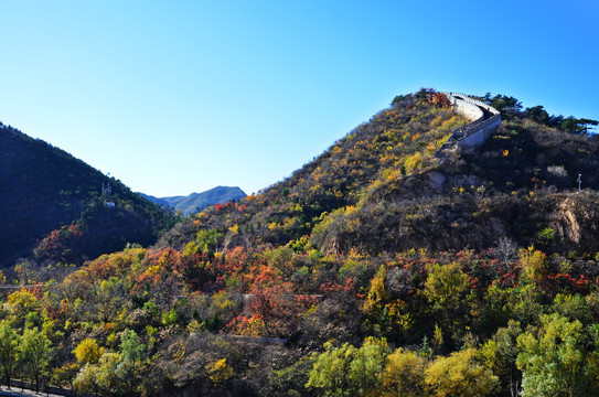 漫山遍野