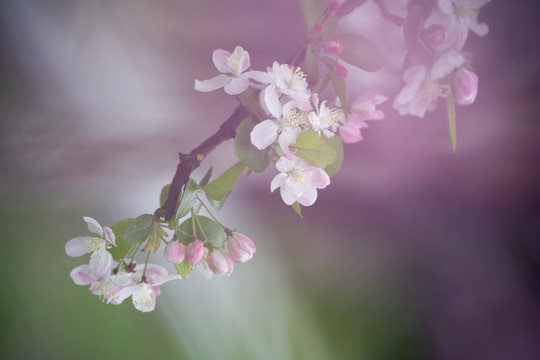 海棠花