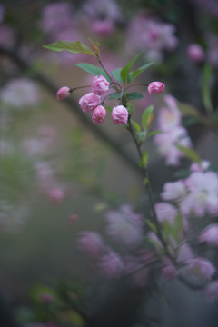 海棠花