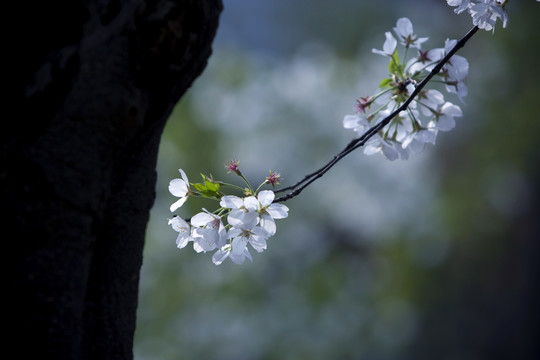 樱花