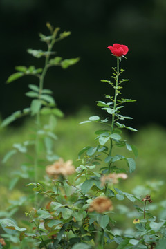 月季花