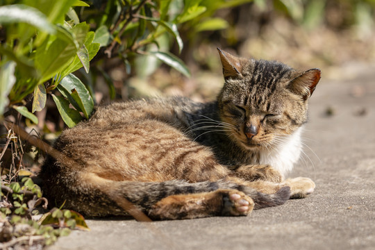 黑鼻子狸花猫睡姿