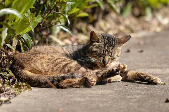 黑鼻子狸花猫睡姿