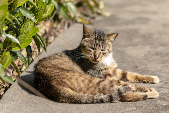 黑鼻子狸花猫的小眼神