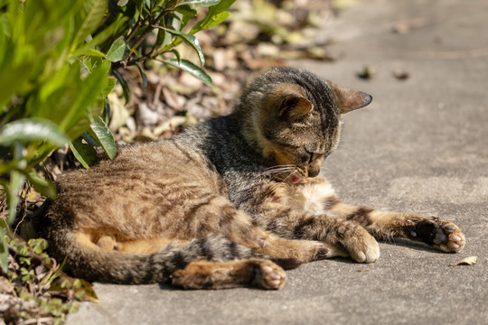 在清洁的黑鼻子狸花猫