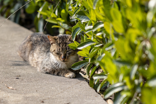 在享受午睡的黑鼻子狸花猫