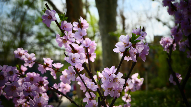 榆叶梅春花