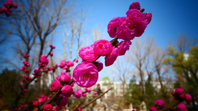 榆叶梅春花