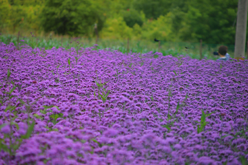 薰衣草花