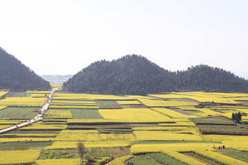 油菜花