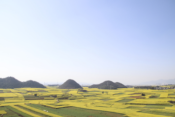 油菜花