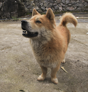 小狗狗