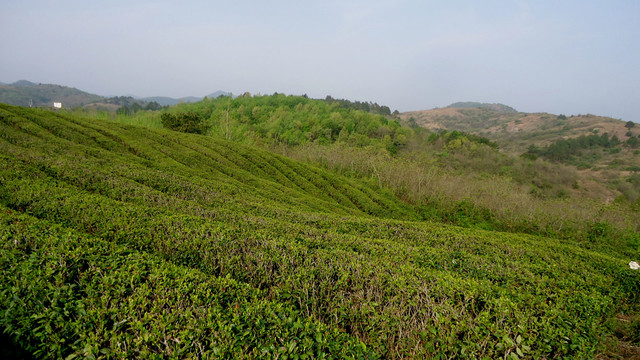 茶山