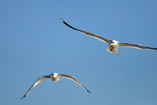 蓝色天空中比翼齐飞的海鸥