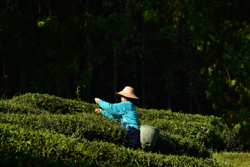 采茶人